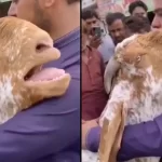 Goat cries like human after owner sells it to another 2