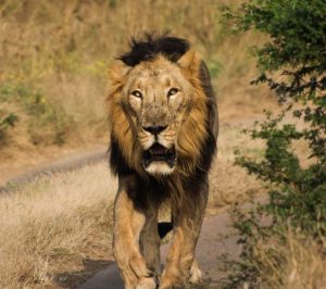 Man Eaten By Lions While Walking Home With His Family 56