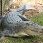 MYSTERY CROCODILE In Lagos 2