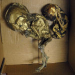 Man Arrested With Suitcase Full Of Dead Babies Plated With Gold Intended For Black Magic 2