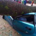 Tree Struck By Thunder Falls And Kills CPC legal Adviser inside his car 12