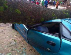 Tree Struck By Thunder Falls And Kills CPC legal Adviser inside his car 1