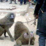 Police Arrest Three Monkeys And Their Minders For Theft In Lagos 8