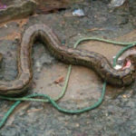 Picture Of A Python Killed In A Flooded House In Yenagoa, Bayelsa State 2