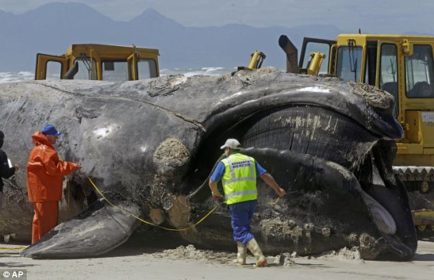 Giant Whale Washes Up On South African Beach 2