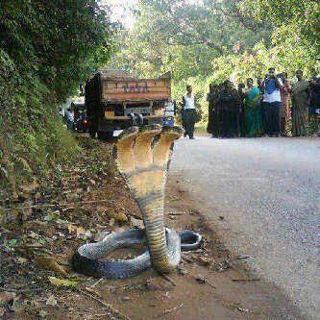 Have You Seen A 3 or 5 Headed Snake? 2