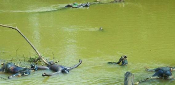 See The Photos Of The 40 Bodies Dumped In Anambra River 4
