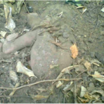PHOTOS: Buried Baby Dug Out Alive 9