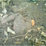 PHOTOS: Buried Baby Dug Out Alive 2