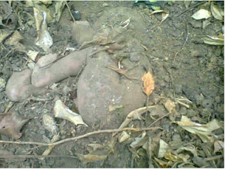 PHOTOS: Buried Baby Dug Out Alive 1