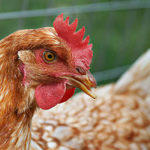 Tenant Sends Landlord To Prison Over Missing Chicken 4
