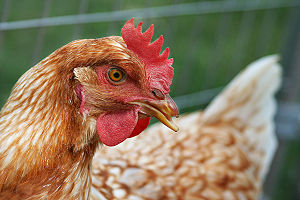 Tenant Sends Landlord To Prison Over Missing Chicken 1