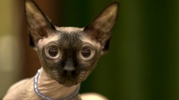 See The World's Most Miserable Looking Cats 1