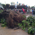 Picture Of The IROKO Tree That Killed 31 People In Imo State 18