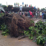 Picture Of The IROKO Tree That Killed 31 People In Imo State 30