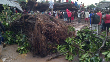 Picture Of The IROKO Tree That Killed 31 People In Imo State 1