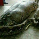 Picture Of A Python That Swallowed A Woman Alive 1