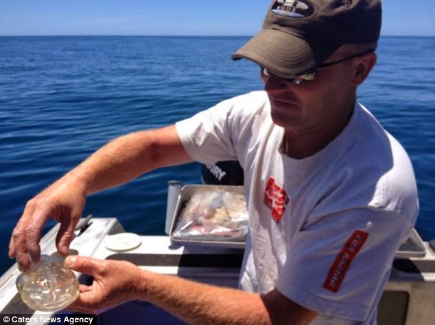 Have You Seen The ''Transparent Fish'' Fishermen Caught In New Zealand? 3 Have You Seen The ''Transparent Fish'' Fishermen Caught In New Zealand? 3
