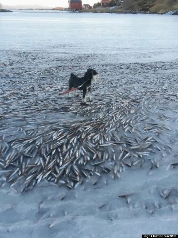 PHOTO: Schools Of Fish Froze In Norway 1