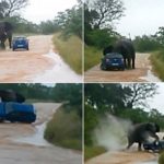 Wow Check Out What This Elephant Did To This Car 11