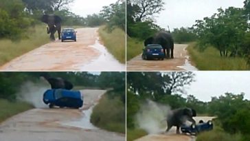 Wow Check Out What This Elephant Did To This Car 1