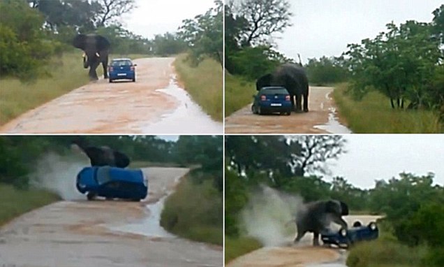 Wow Check Out What This Elephant Did To This Car 13