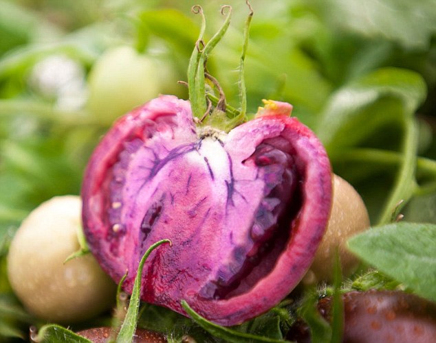Scientists develop PURPLE tomatoes that will have multiple health benefits; Would You Buy? 2