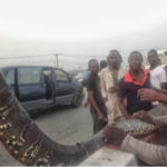 See Photo Of The Snake Killed At Ikorodu Lagos 14