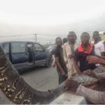 See Photo Of The Snake Killed At Ikorodu Lagos 2