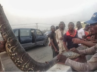 See Photo Of The Snake Killed At Ikorodu Lagos 18
