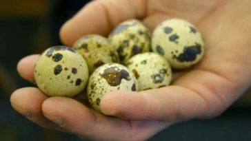 Man Dies After Eating 30 Raw Quail Eggs To Boost His Ṣéxual Performance 1
