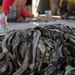 PHOTOS: Inside the Indonesian slaughter house where snakes are skinned to make designer handbags, jackets and shoes 18