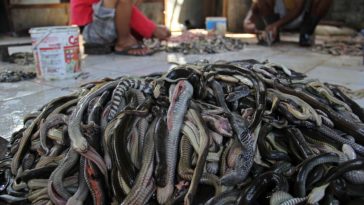 PHOTOS: Inside the Indonesian slaughter house where snakes are skinned to make designer handbags, jackets and shoes 1