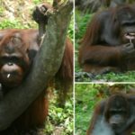 Have You Seen A Monkey Puffing A Cigarette? See 14 Year Old Kirno Enjoying One 1