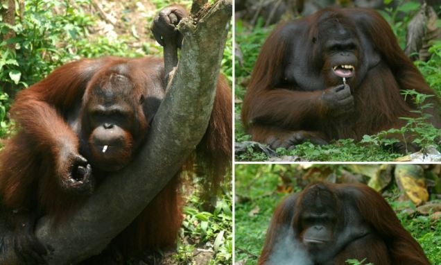 Have You Seen A Monkey Puffing A Cigarette? See 14 Year Old Kirno Enjoying One 11