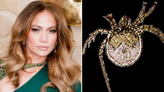 New Puerto Rican Water Mite Specie Named After Jennifer Lopez 1
