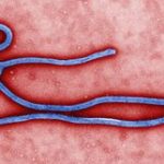 Canadian Scientists Proves Ebola Virus Can Be Transmitted Over The Air Between Animals 9