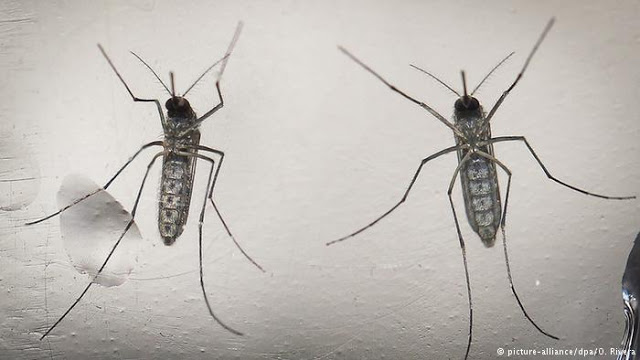 Three Cases Of Zika Virus Confirmed In Guinea-Bissau 1