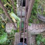 This Huge Python swallowed an animal and got trapped in a fence in Bayelsa State (PHOTOS) 14