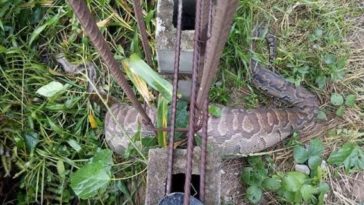 This Huge Python swallowed an animal and got trapped in a fence in Bayelsa State (PHOTOS) 4