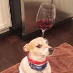 Talented dog balances a glass of red wine on his snout without spilling a single drop [PHOTO] 11