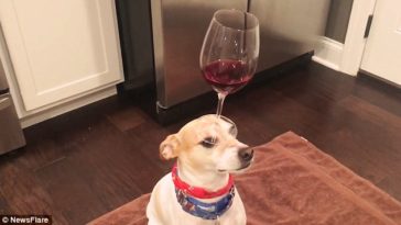 Talented dog balances a glass of red wine on his snout without spilling a single drop [PHOTO] 3