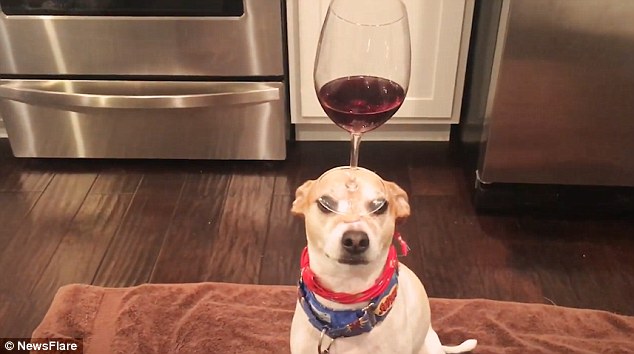Talented dog balances a glass of red wine on his snout without spilling a single drop [PHOTO] 2