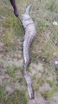 This Huge Python swallowed an animal and got trapped in a fence in Bayelsa State (PHOTOS) 3