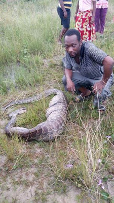 This Huge Python swallowed an animal and got trapped in a fence in Bayelsa State (PHOTOS) 5