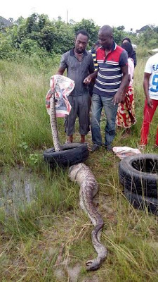 This Huge Python swallowed an animal and got trapped in a fence in Bayelsa State (PHOTOS) 6