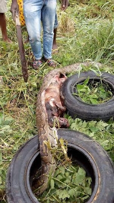 This Huge Python swallowed an animal and got trapped in a fence in Bayelsa State (PHOTOS) 7