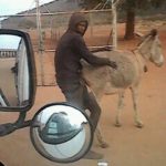 Man Arrested For Bonking A Donkey In Broad Day Light [PHOTOS] 19