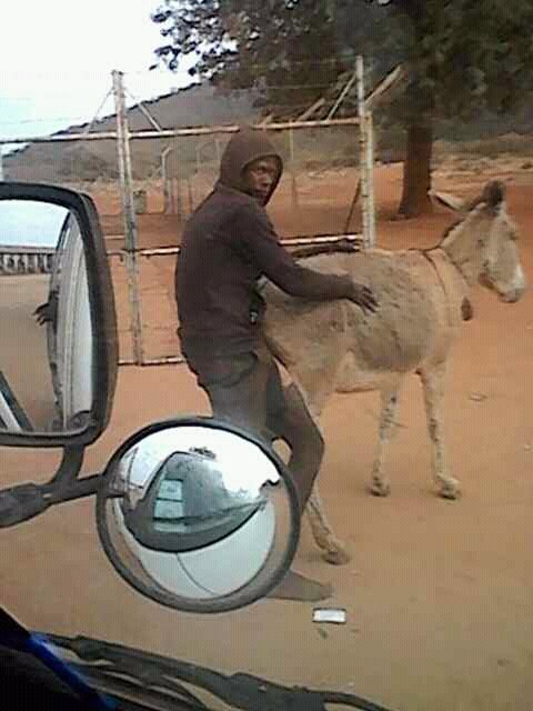 Man Arrested For Bonking A Donkey In Broad Day Light [PHOTOS] 1