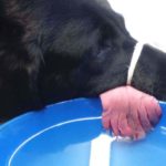 Dog's tongue sliced into EIGHT pieces after licking PAPER SHREDDER [PHOTOS] 4